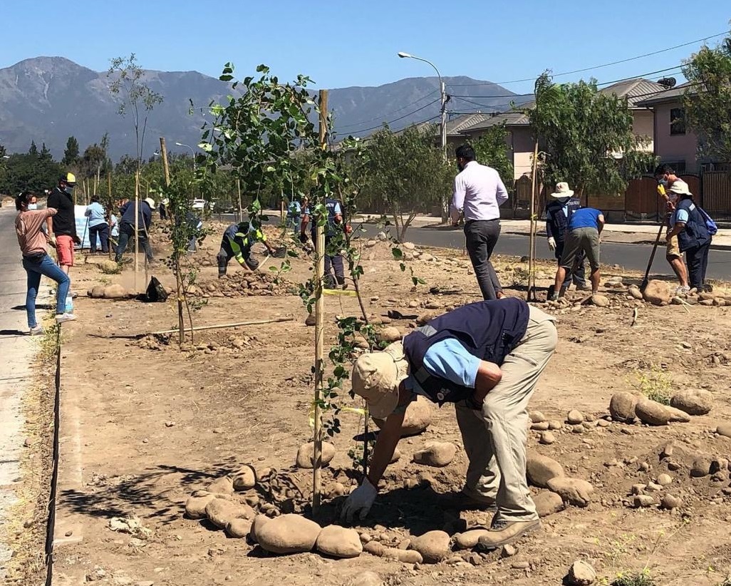 MÁS DE CIEN ÁRBOLES SON PLANTADOS EN SECTOR PONIENTE DE LA RANCAGUA 1 1