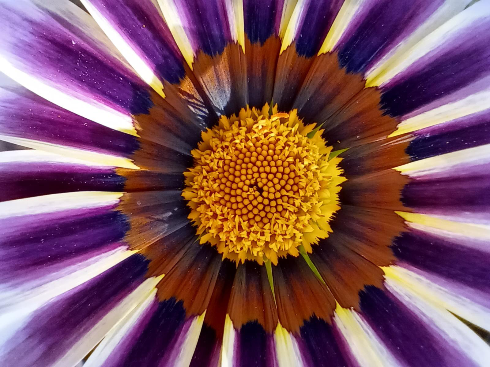 Macro purple flower