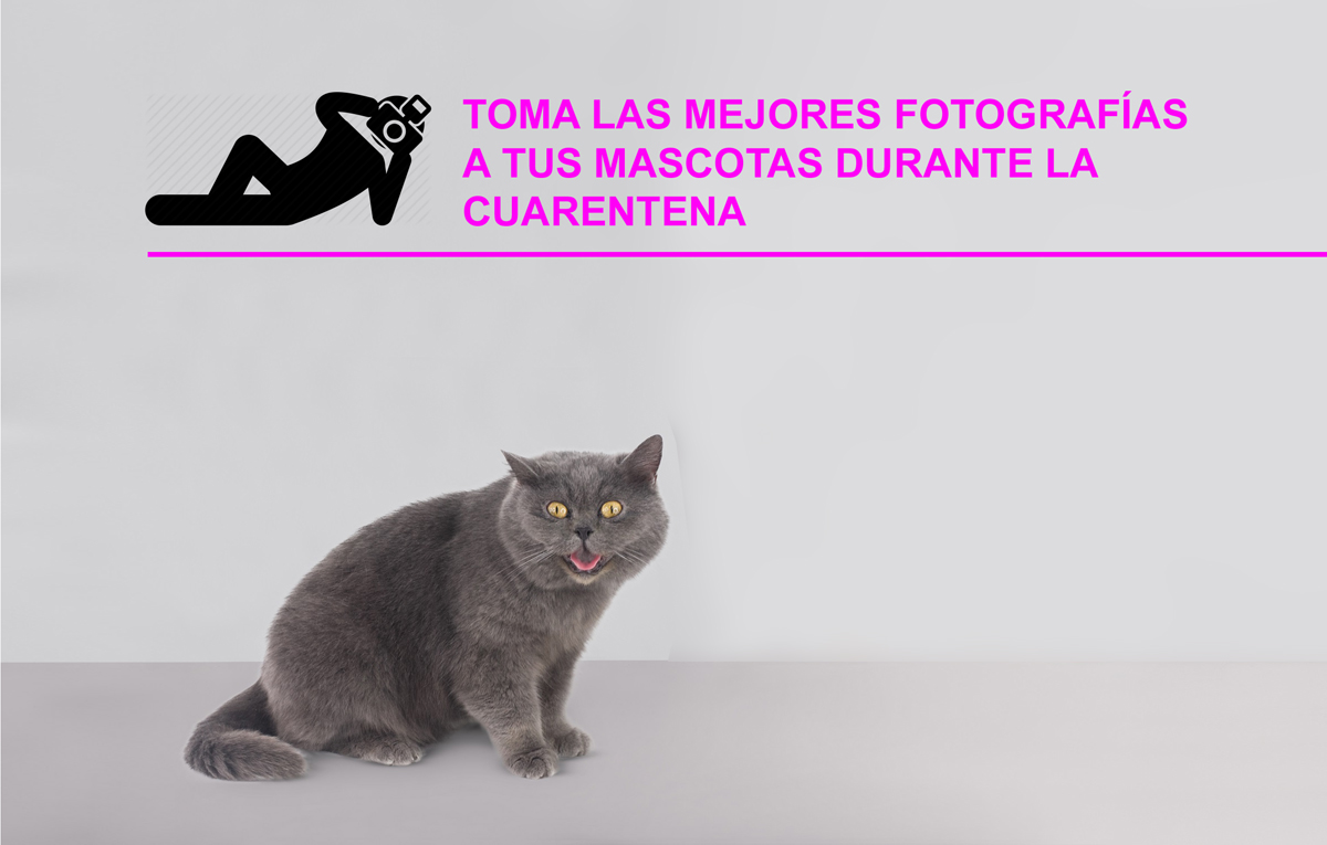 CON ESTOS CINCO TRUCOS TOMA LAS MEJORES FOTOGRAFÍAS A TUS MASCOTAS DURANTE LA CUARENTENA