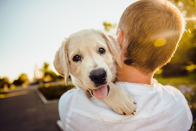 No sabes qué alimento darle a tu mascota Puppies Kittens te enseña a elegirlo acorde a sus necesidades 2