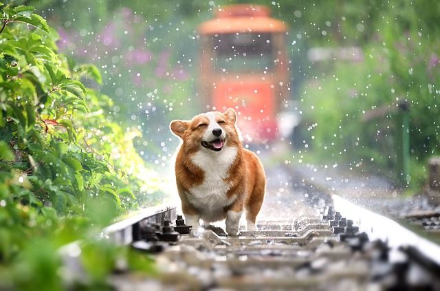 No sabes qué alimento darle a tu mascota Puppies Kittens te enseña a elegirlo acorde a sus necesidades 3