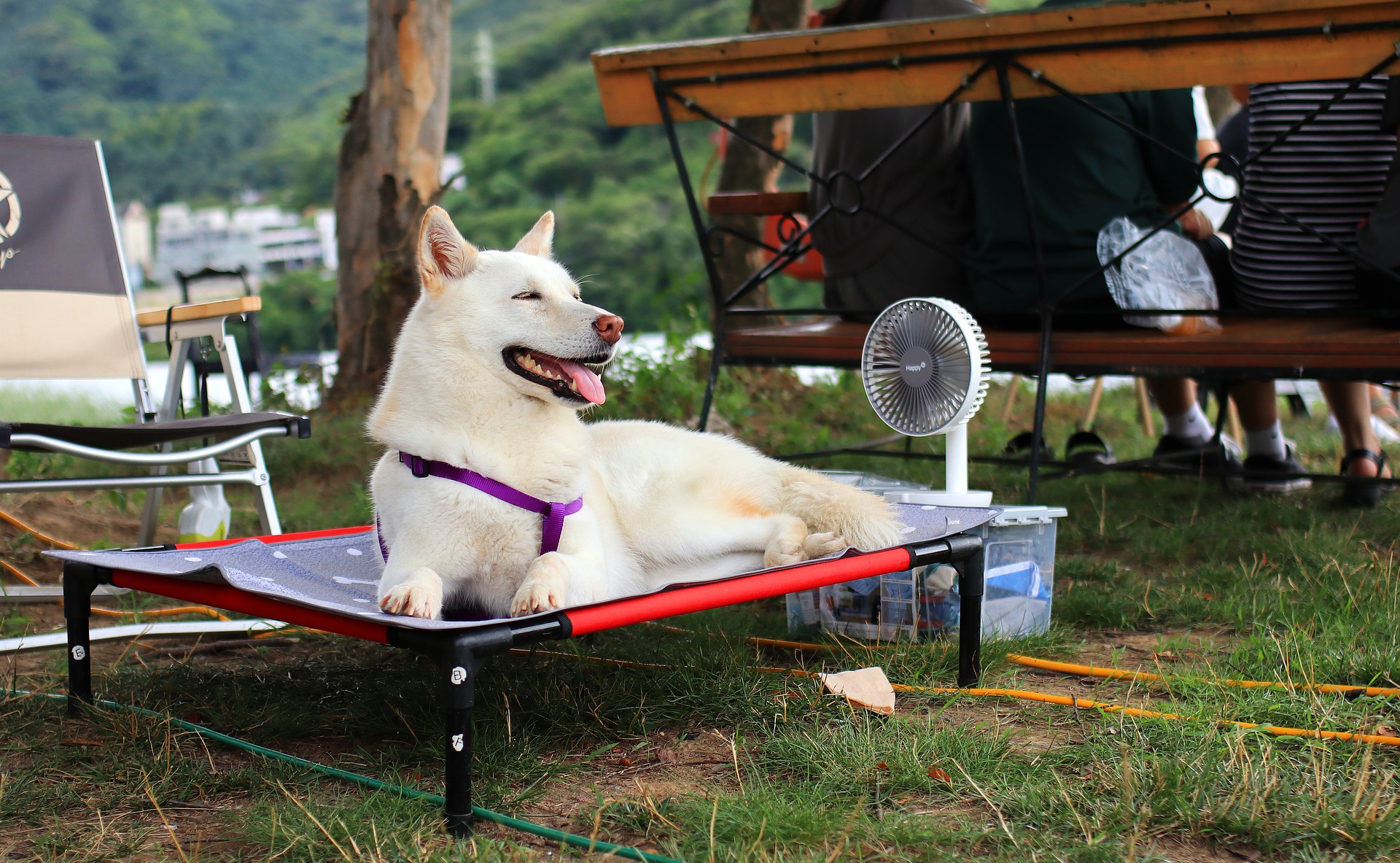 CUIDA A TU MASCOTA DEL CALOR DEL VERANO CON ESTOS TIPS DE PUPPIES KITTENS
