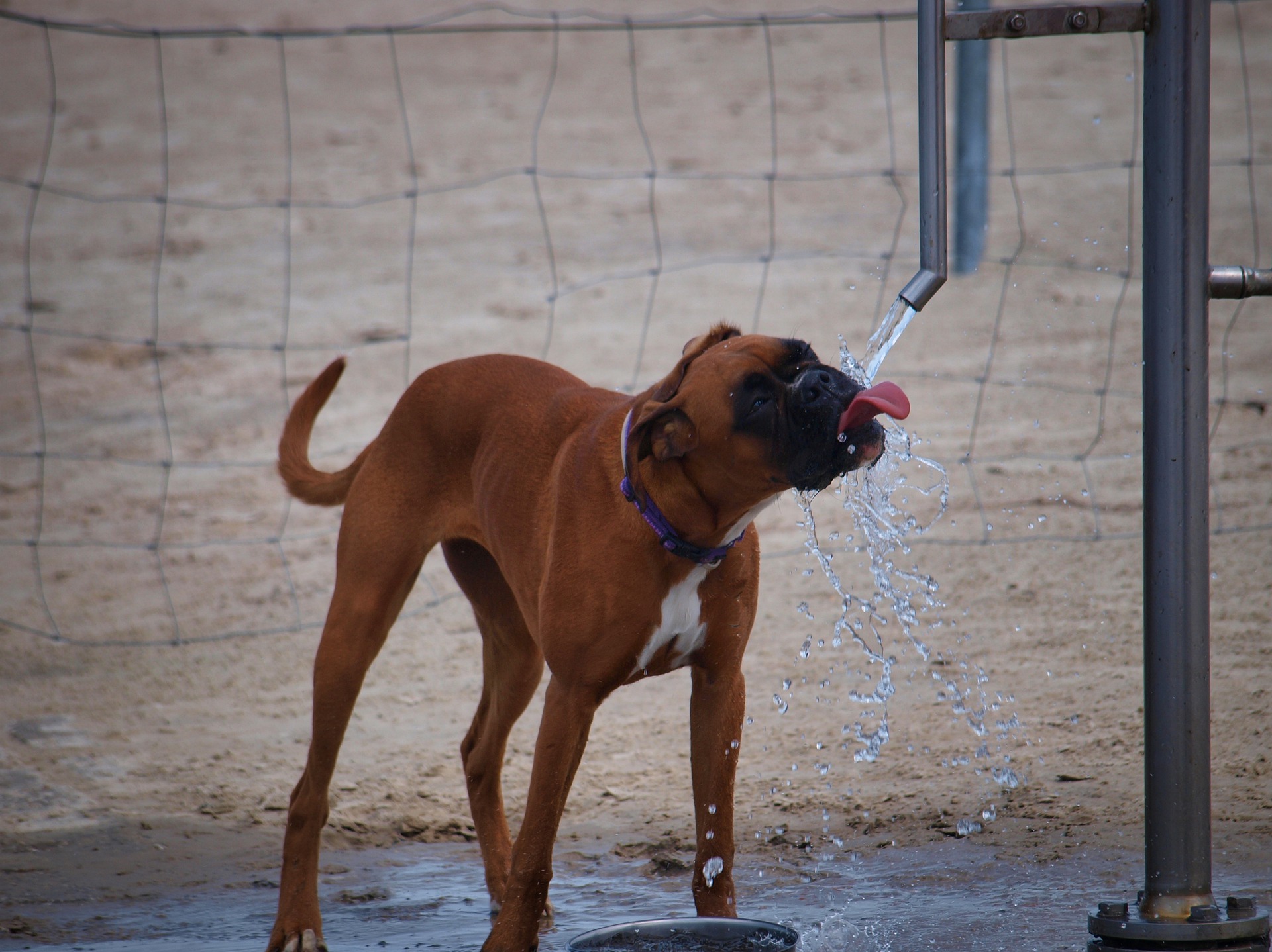 CUIDA A TU MASCOTA DEL CALOR DEL VERANO CON ESTOS TIPS DE PUPPIES KITTENS 2
