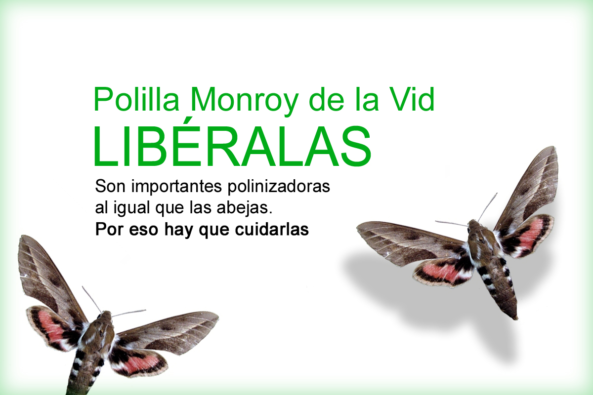 Plilla Monroy de la Vid 1