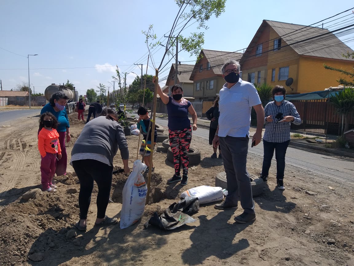 MUNICIPALIDAD REALIZA PLANTACIÓN DE ÁRBOLES EN SECTOR PONIENTE DE LA CIUDAD