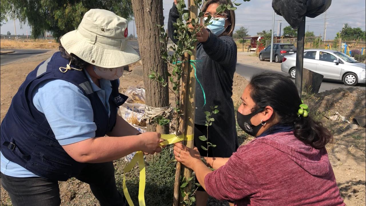 MUNICIPALIDAD REALIZA PLANTACIÓN DE ÁRBOLES EN SECTOR PONIENTE DE LA CIUDAD 2
