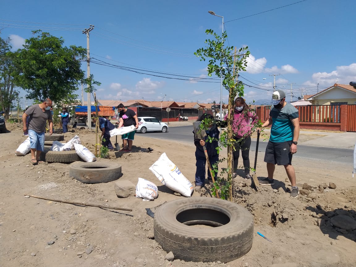 MUNICIPALIDAD REALIZA PLANTACIÓN DE ÁRBOLES EN SECTOR PONIENTE DE LA CIUDAD 3