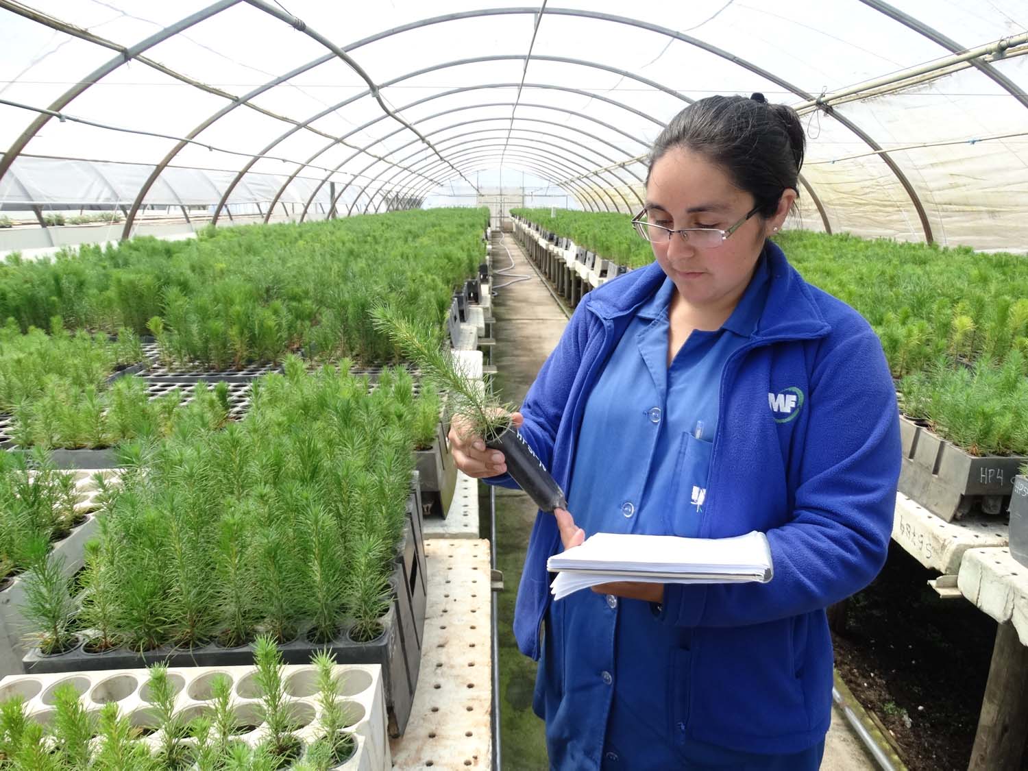 Más Mujer Forestal 1