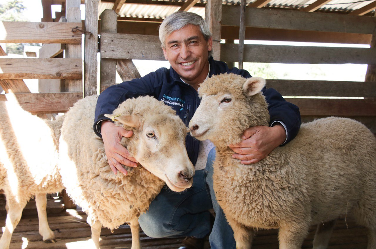 Científicos chilenos logran crear raza de ovejas de alta fertilidad Subsecretario Agricultura 2