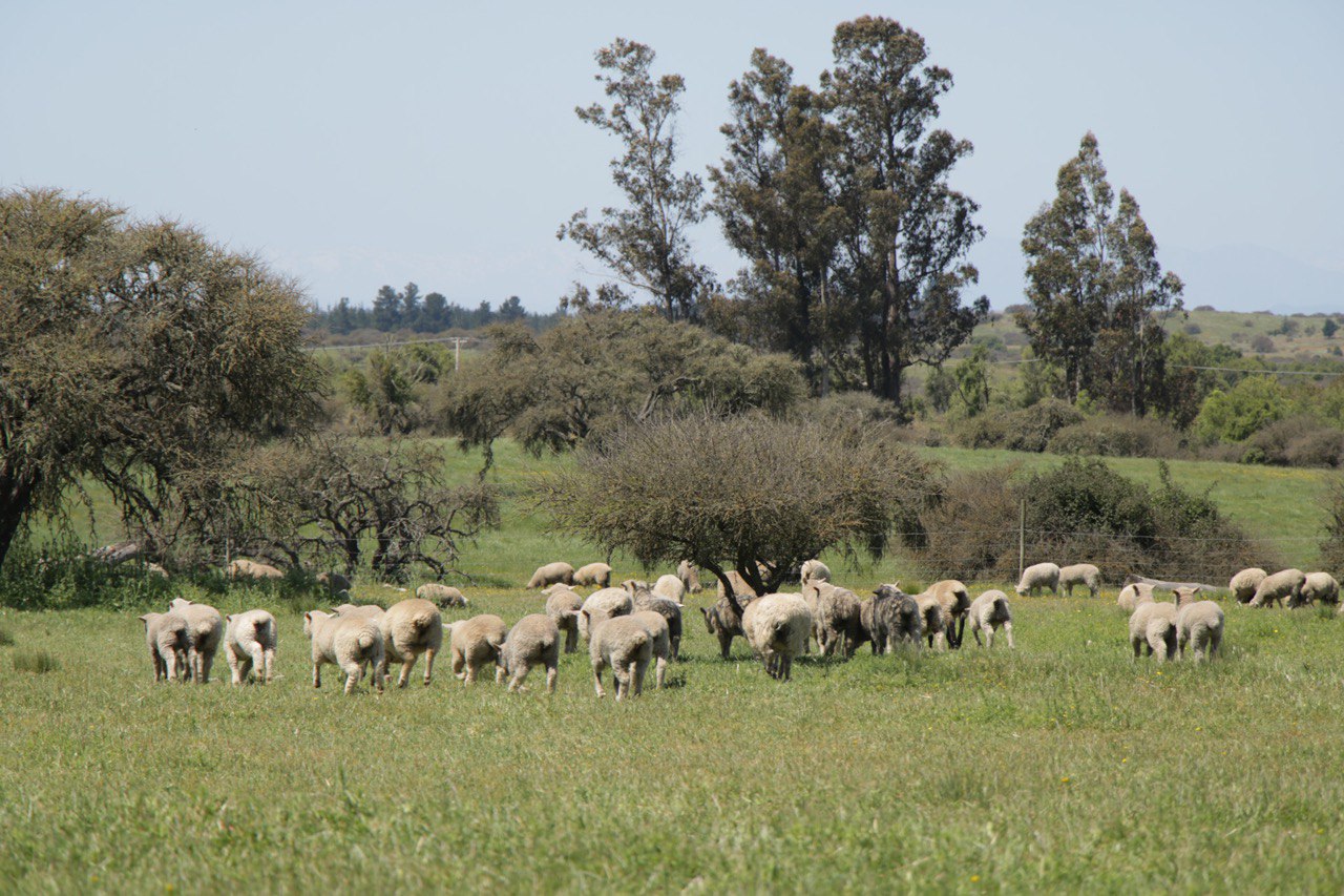 Científicos chilenos logran crear raza de ovejas de alta fertilidad Minagri Ovino Hidango 1
