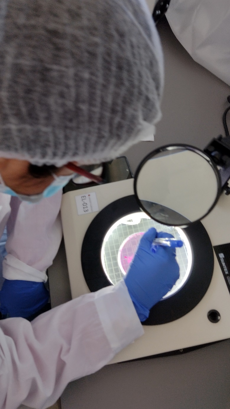 ESTUDIANTES DE LA REGIÓN CONOCEN LABORATORIOS DE INOCUIDAD ALIMENTARIA Y DE MICOTOXINAS DE LA UOH 3