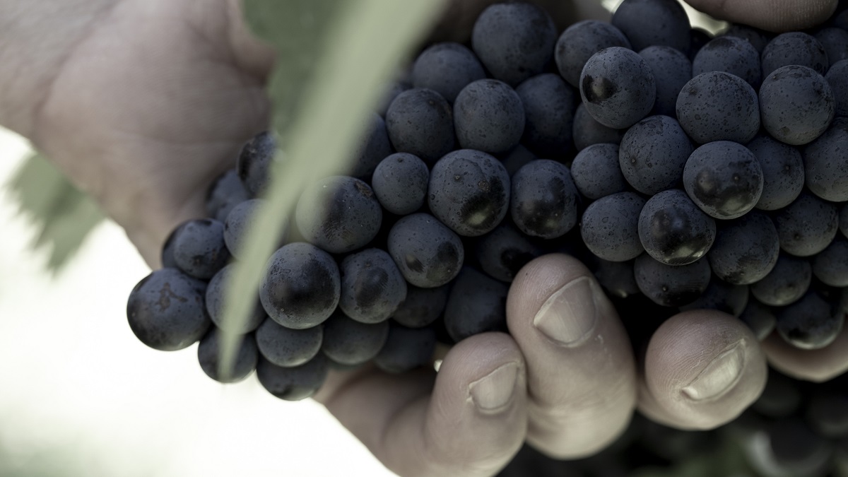 LAMBRUSCO EL ESPUMOSO TINTO ITALIANO PENSADO PARA CELEBRAR Y COMER 01 copa lambrusco 2