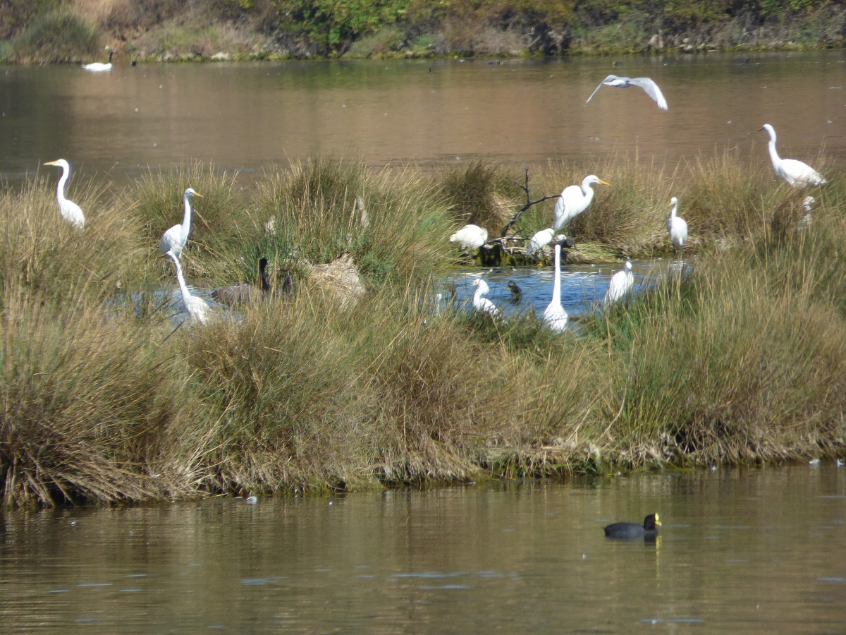 CENSO DE AVES REALIZADO EN HUMEDAL DE CÁHUIL REGISTRA 56 ESPECIES DIFERENTES garzas barrancas