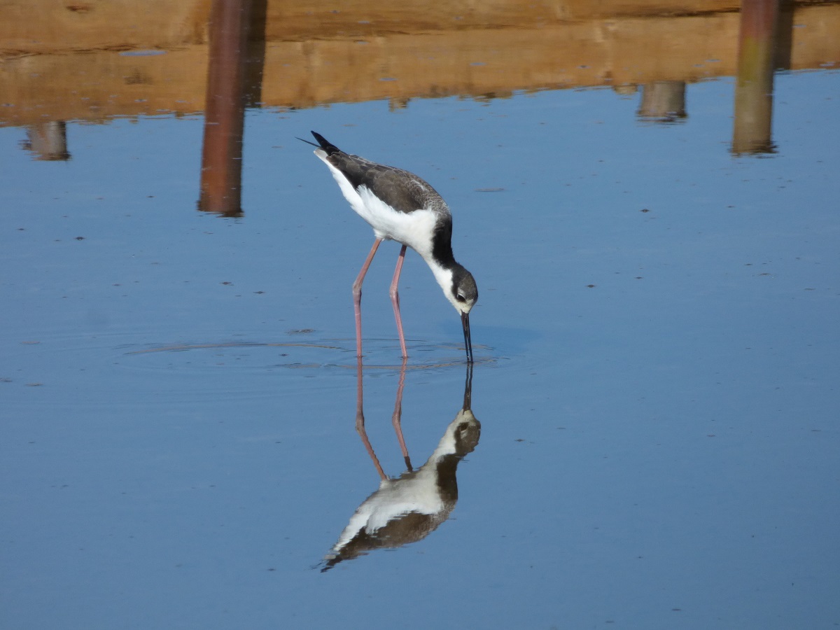 CENSO DE AVES REALIZADO EN HUMEDAL DE CÁHUIL REGISTRA 56 ESPECIES DIFERENTES perrito barrancas