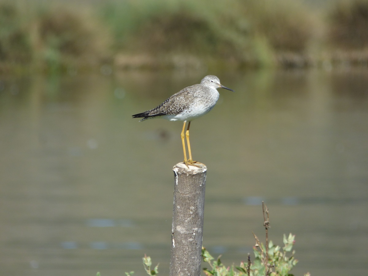 CENSO DE AVES REALIZADO EN HUMEDAL DE CÁHUIL REGISTRA 56 ESPECIES DIFERENTES pitotoy chico barrancas