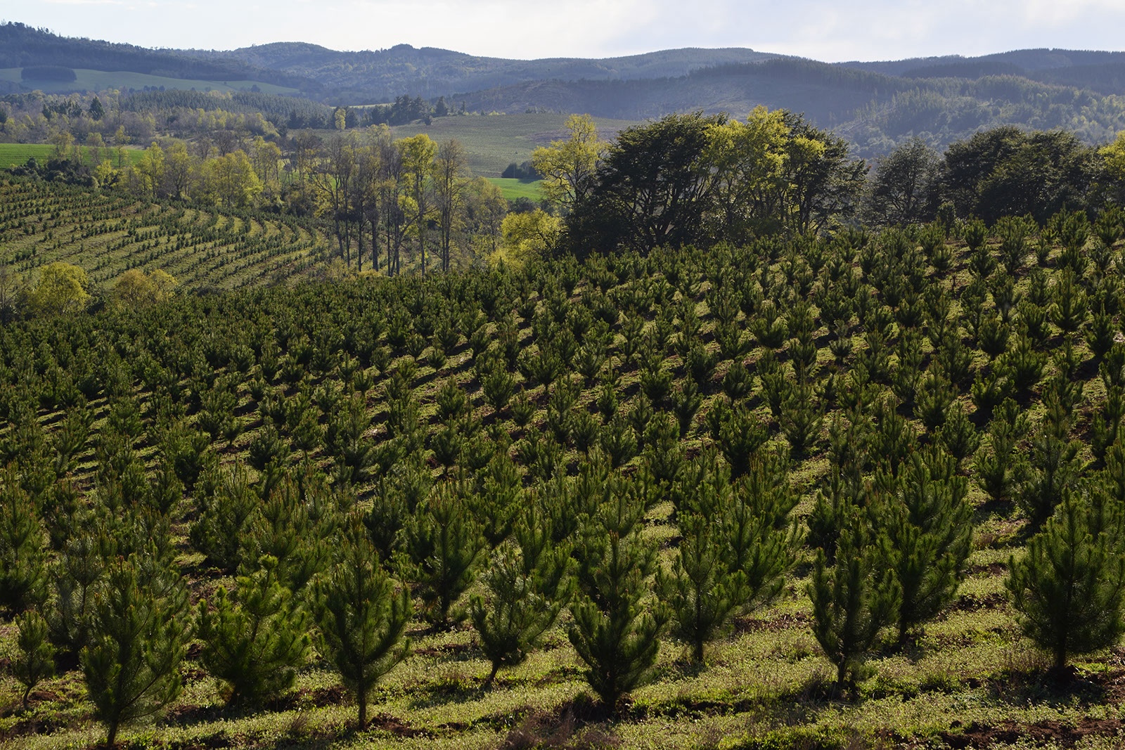 CORMA ARAUCANÍA PRESENTÓ DESAFÍOS PARA REACTIVAR EL SECTOR FORESTAL Bosque