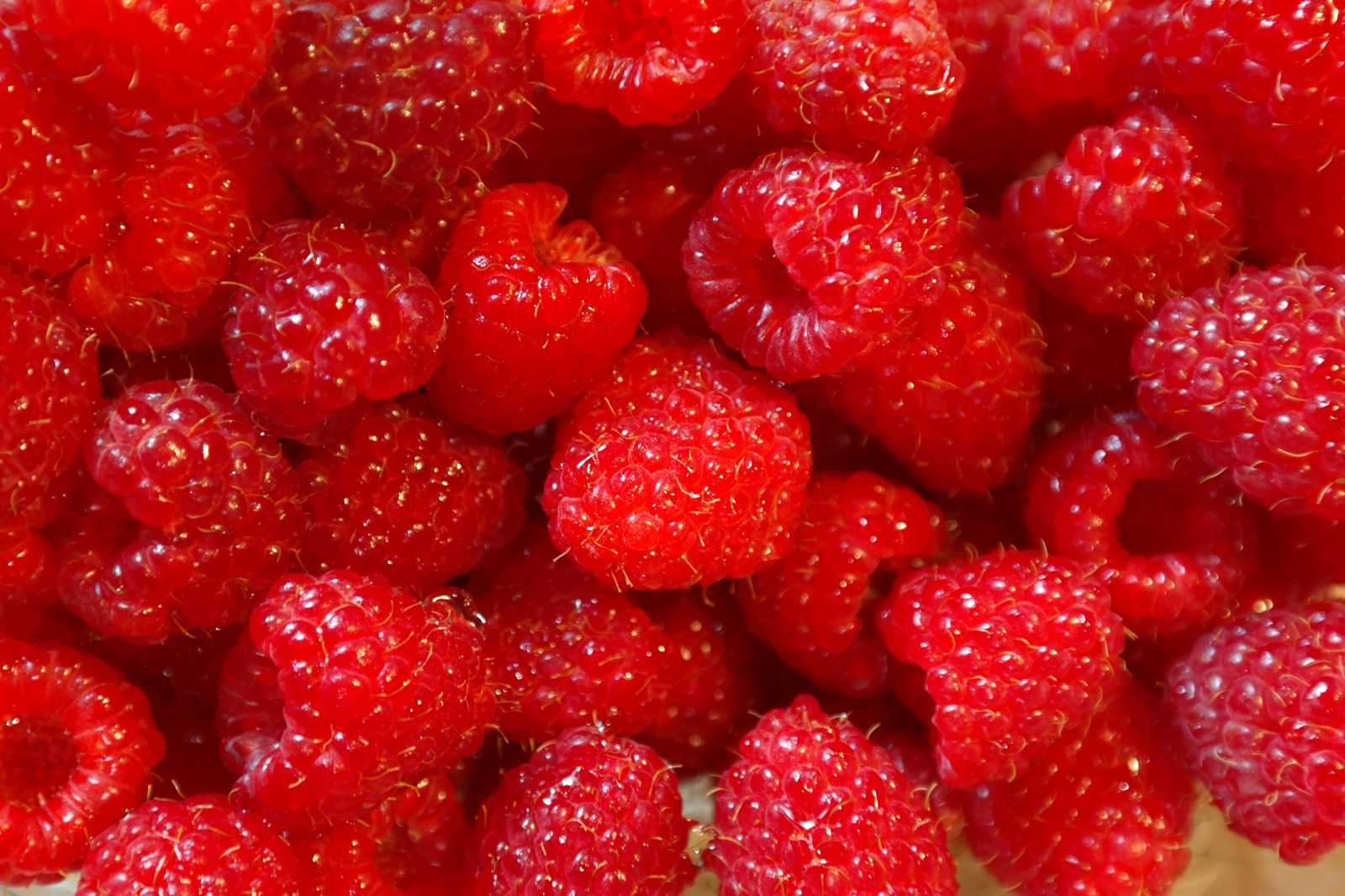 Días de calor Conoce cómo los berries pueden ayudar a contrarrestar los efectos del sol en la piel