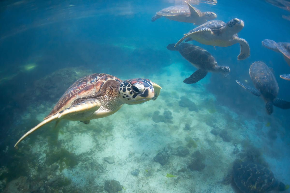 DÍA MARÍTIMO MUNDIAL FENSA INVITA A SER CONSCIENTE DE LA UTILIZACIÓN DEL PLÁSTICO Y EL CUIDADO DEL MAR 1