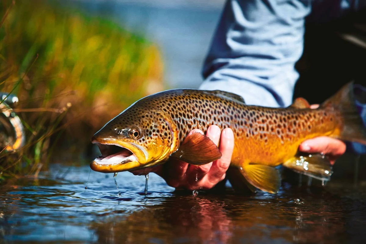 WOLFSPORT catch and release