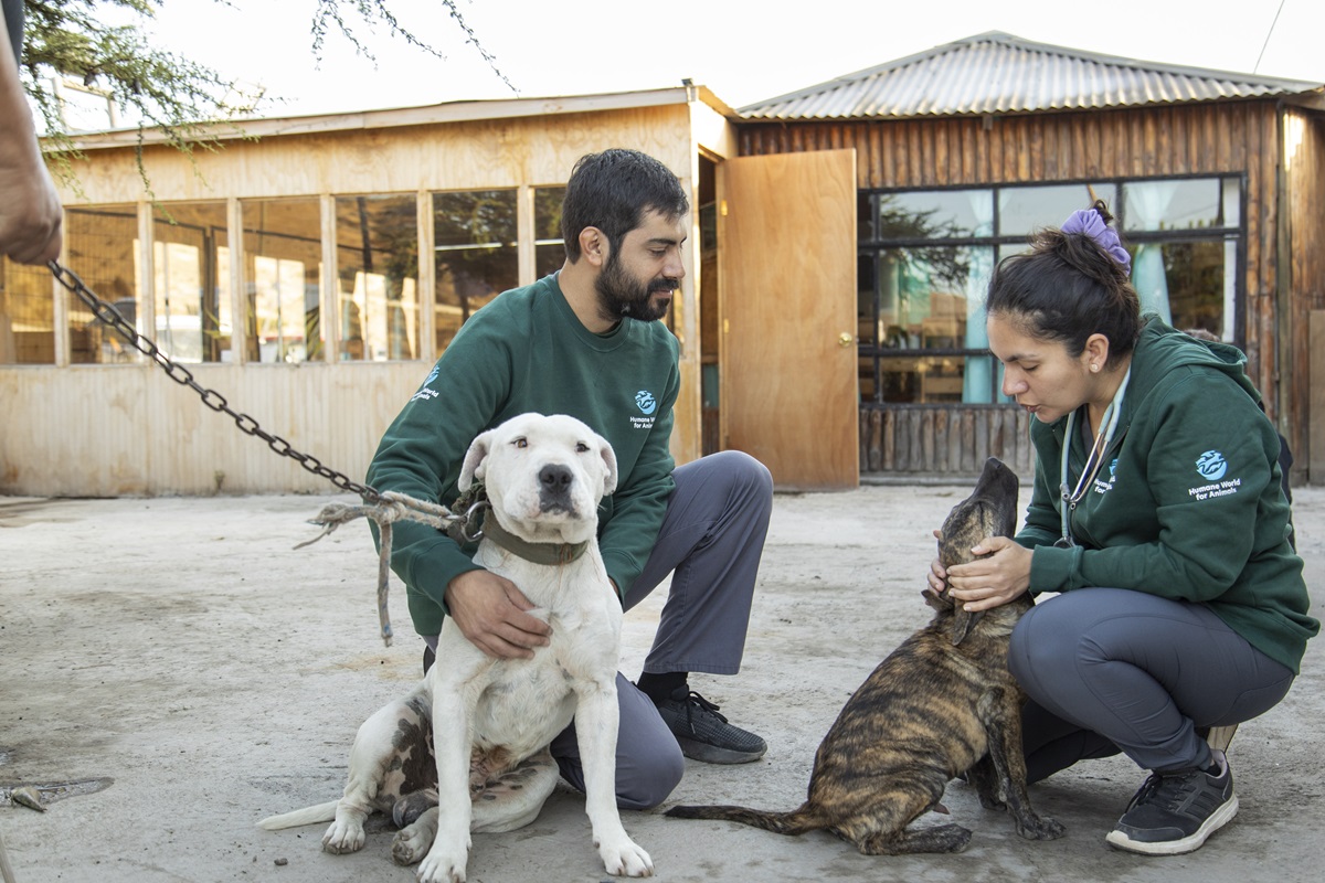 LA ORGANIZACIÓN DE PROTECCIÓN ANIMAL HUMANE SOCIETY INTERNATIONAL EN CHILE SE CONVIERTE EN "HUMANE WORLD FOR ANIMALS” PARA REFLEJAR MEJOR SU MISIÓN Y PRESENCIA GLOBAL