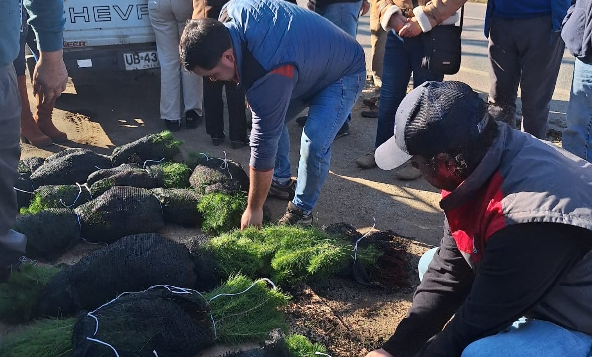 CORMA MAULE IMPULSA LA REFORESTACIÓN CON ENTREGA DE MÁS DE 150 MIL PLANTAS EN LA REGIÓN Plantaciones 4