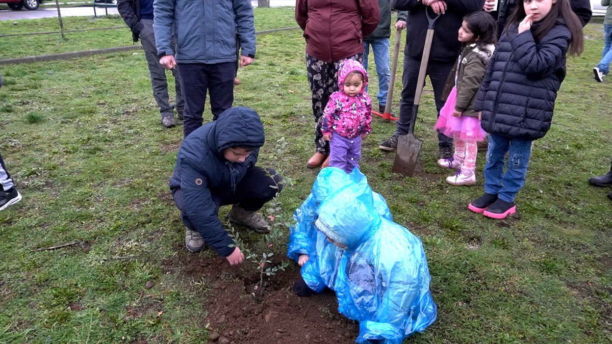 Corma celebra el Día de la Plantación con donación de 200 árboles a vecinos de Pillanlebún Plantación Araucanía 2