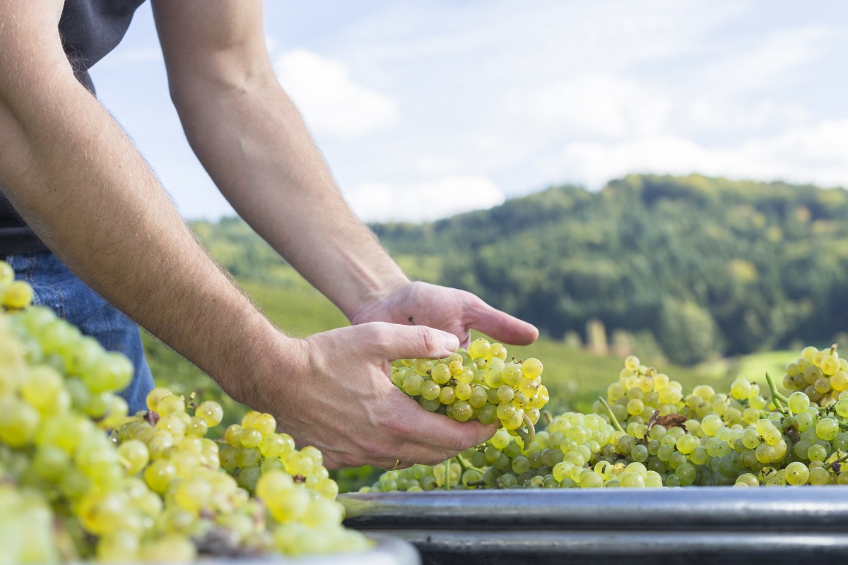 LOS PRECIOS DE LA UVA VINÍFERA MUESTRAN UNA TENDENCIA AL ALZA EN LA VENDIMIA 2025