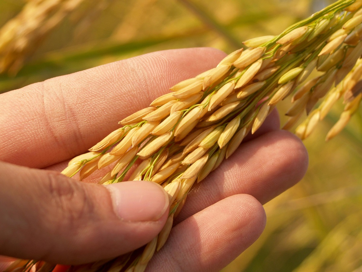 ARSÉNICO EN EL ARROZ ACADÉMICO UCSC ADVIERTE RIESGOS Y ENTREGA CLAVES DE CONSUMO SEGURO