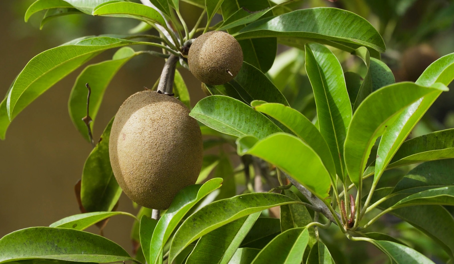 KIWI CHILENO CIERRA POSITIVA TEMPORADA Y FIJA LA CALIDAD COMO EJE PARA 2026